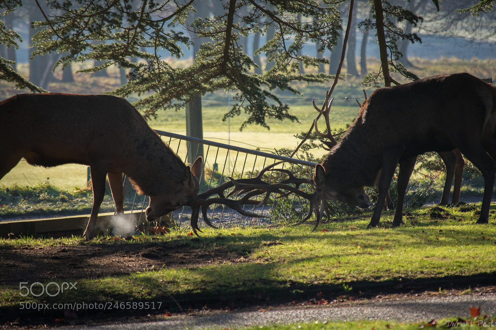 Nikon D3400 sample photo. Wollaton hall deer photography