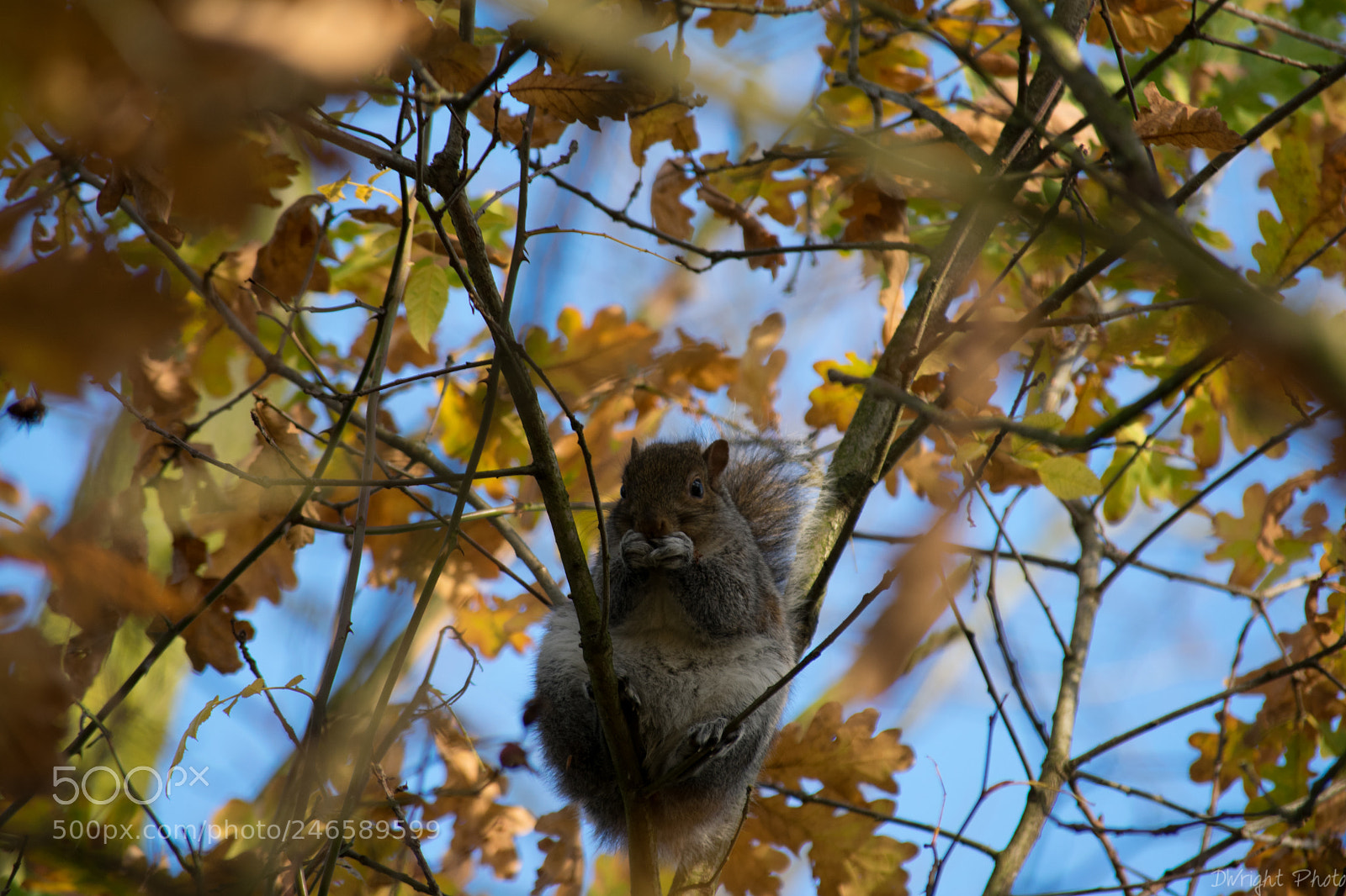 Nikon D3400 sample photo. Squirrel photography