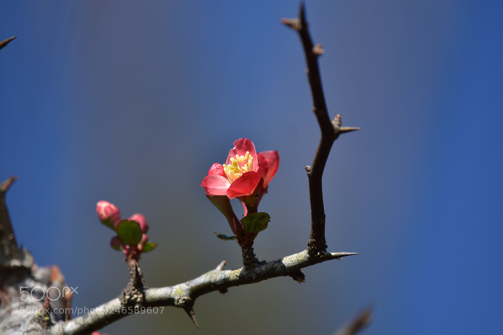 Nikon D7200 sample photo. Flower photography