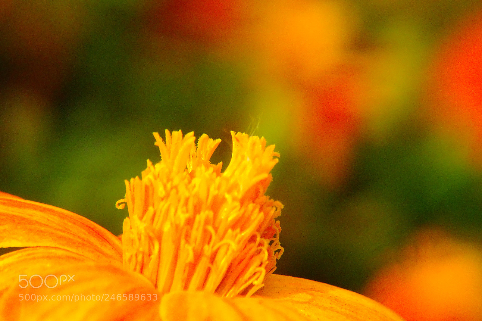 Sony Cyber-shot DSC-HX400V sample photo. Happiness radiates photography