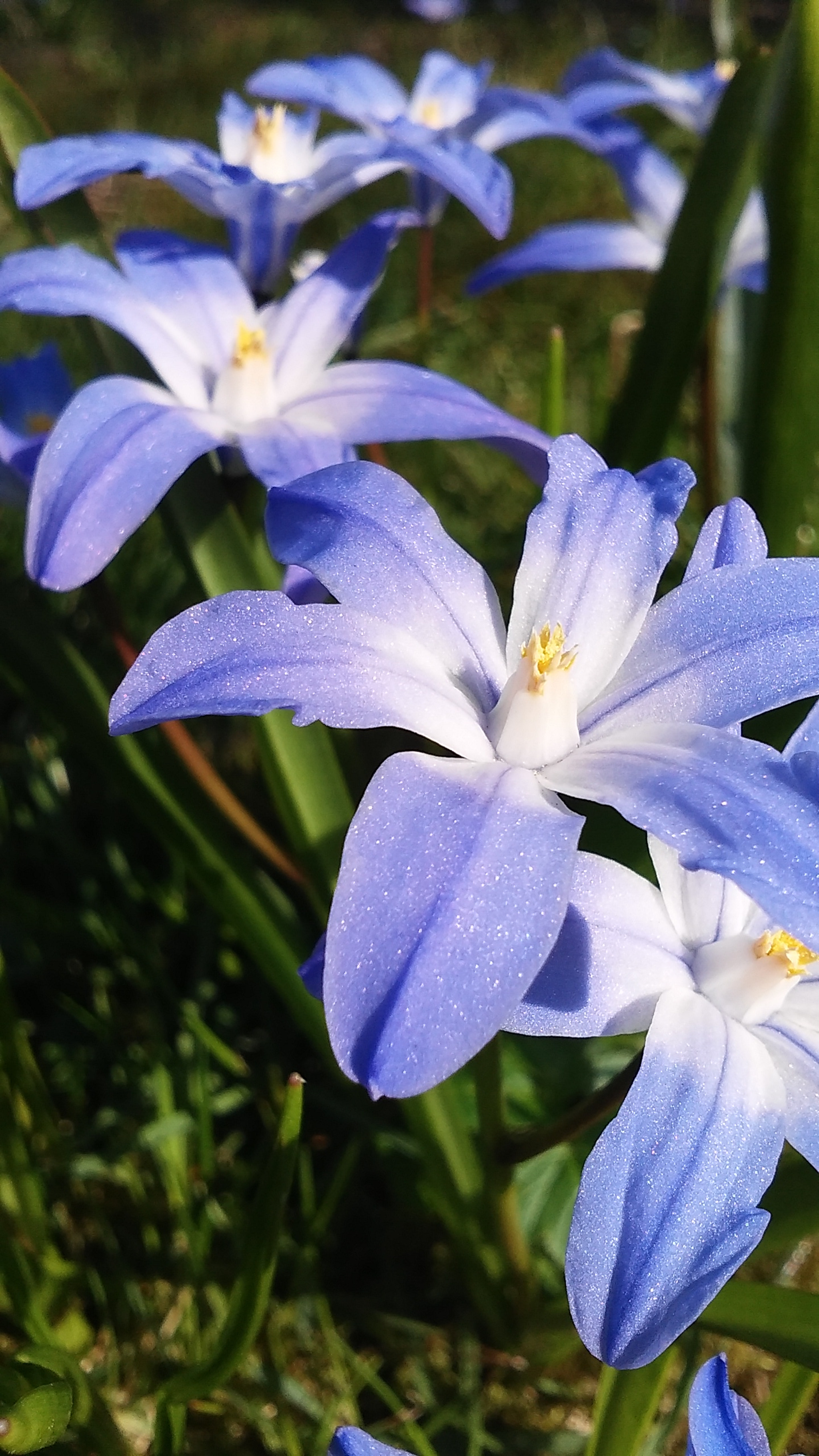 LG LEON 4G LTE sample photo