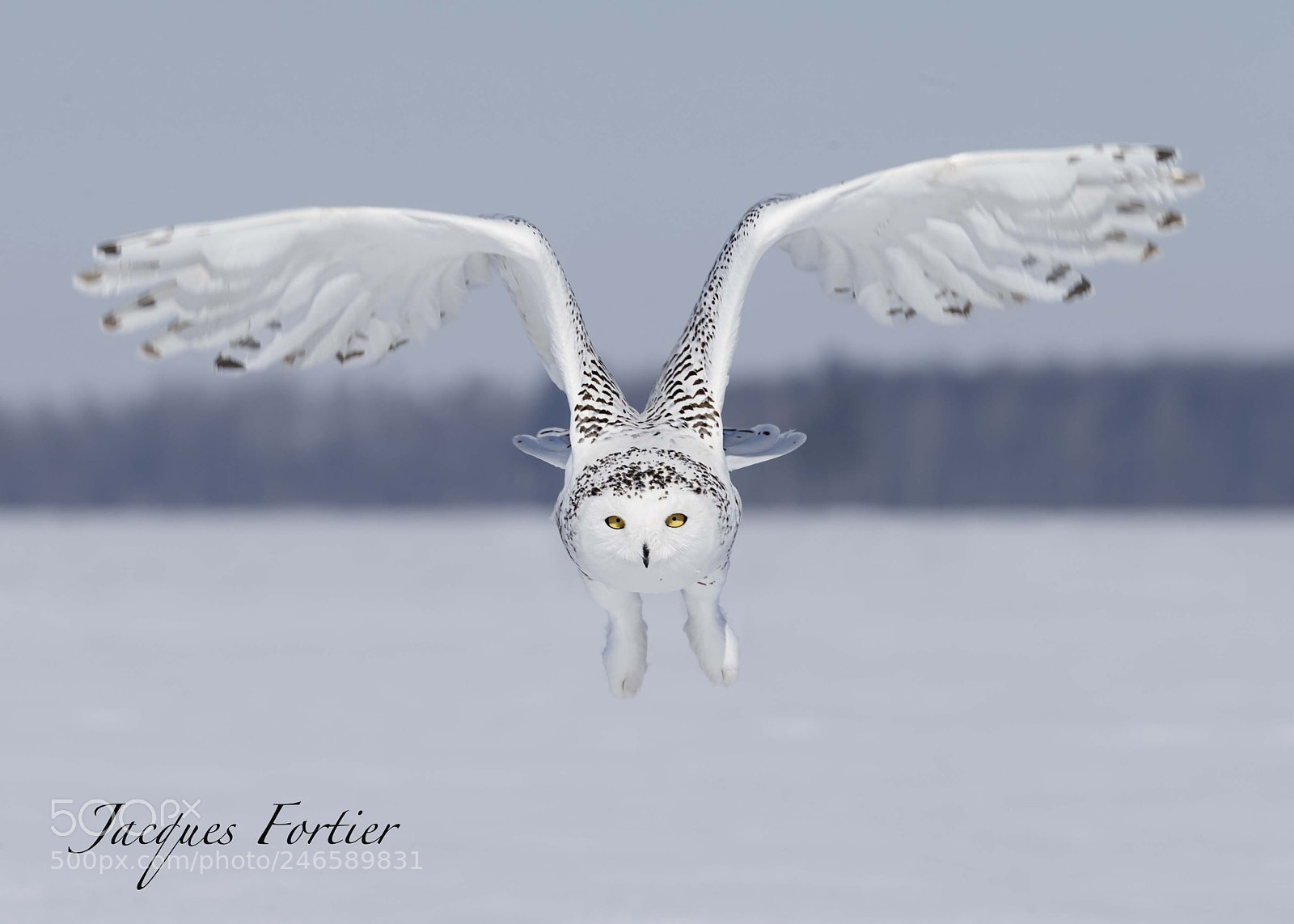 Canon EOS-1D X sample photo. Snowy owl photography