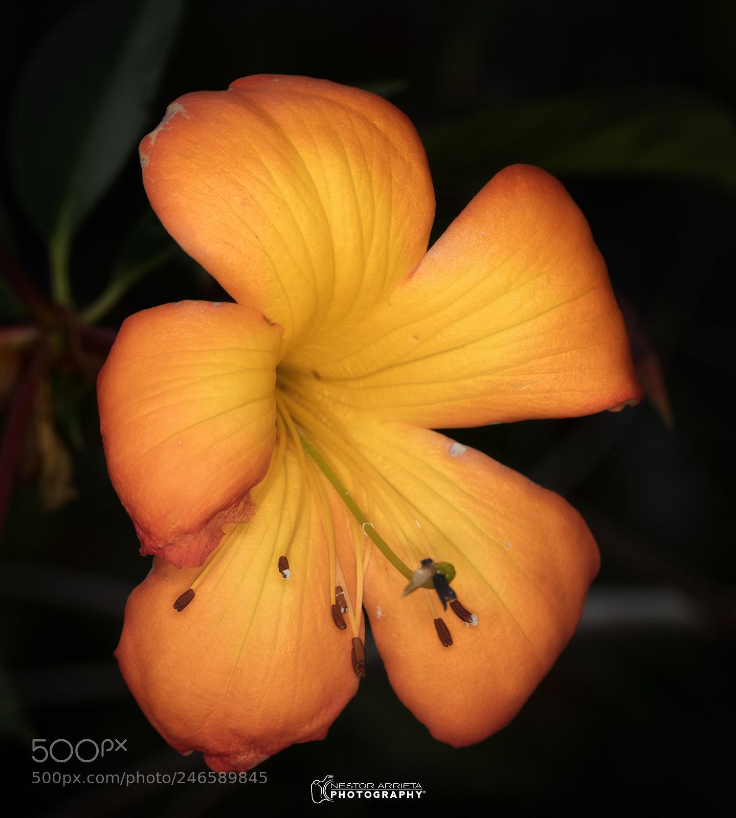 Canon EOS 5DS R sample photo. Unknown photography