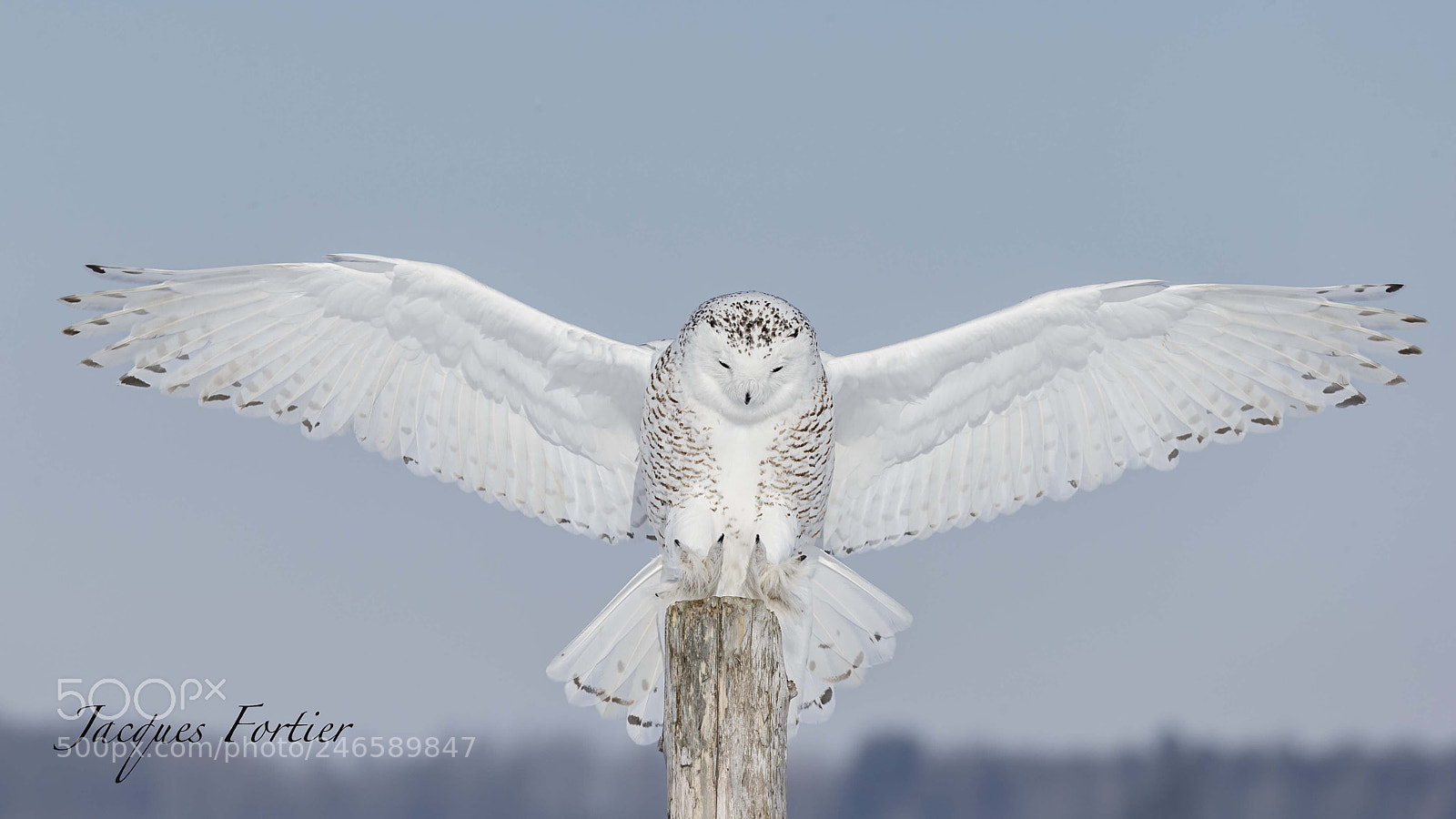 Canon EOS-1D X sample photo. Snowy owl photography