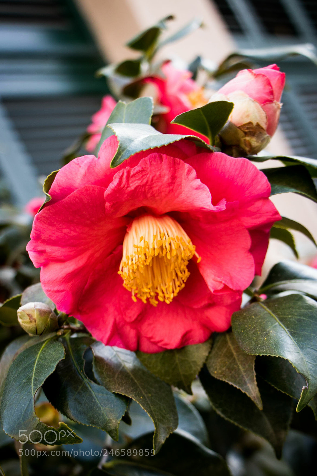 Canon EOS 760D (EOS Rebel T6s / EOS 8000D) sample photo. Red flower photography