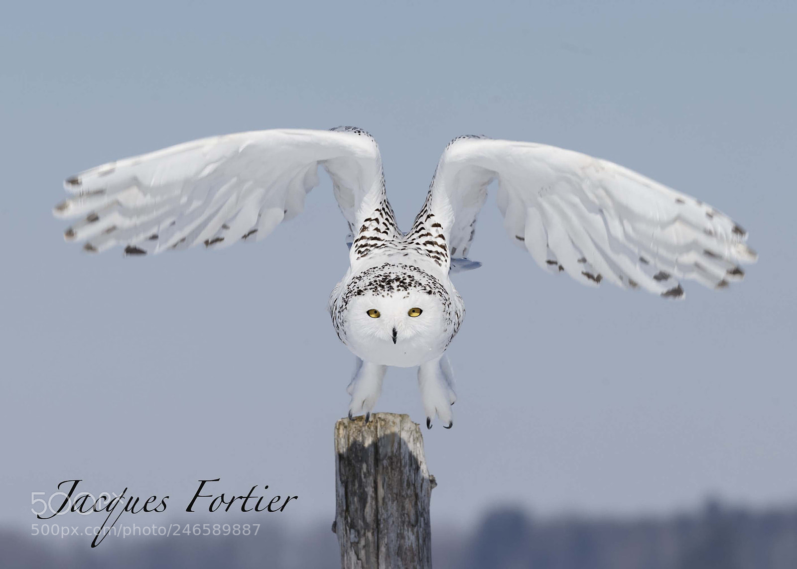 Canon EOS-1D X sample photo. Snowy owl photography
