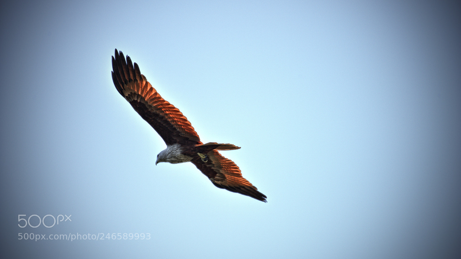 Nikon D800 sample photo. Brahminy kite photography