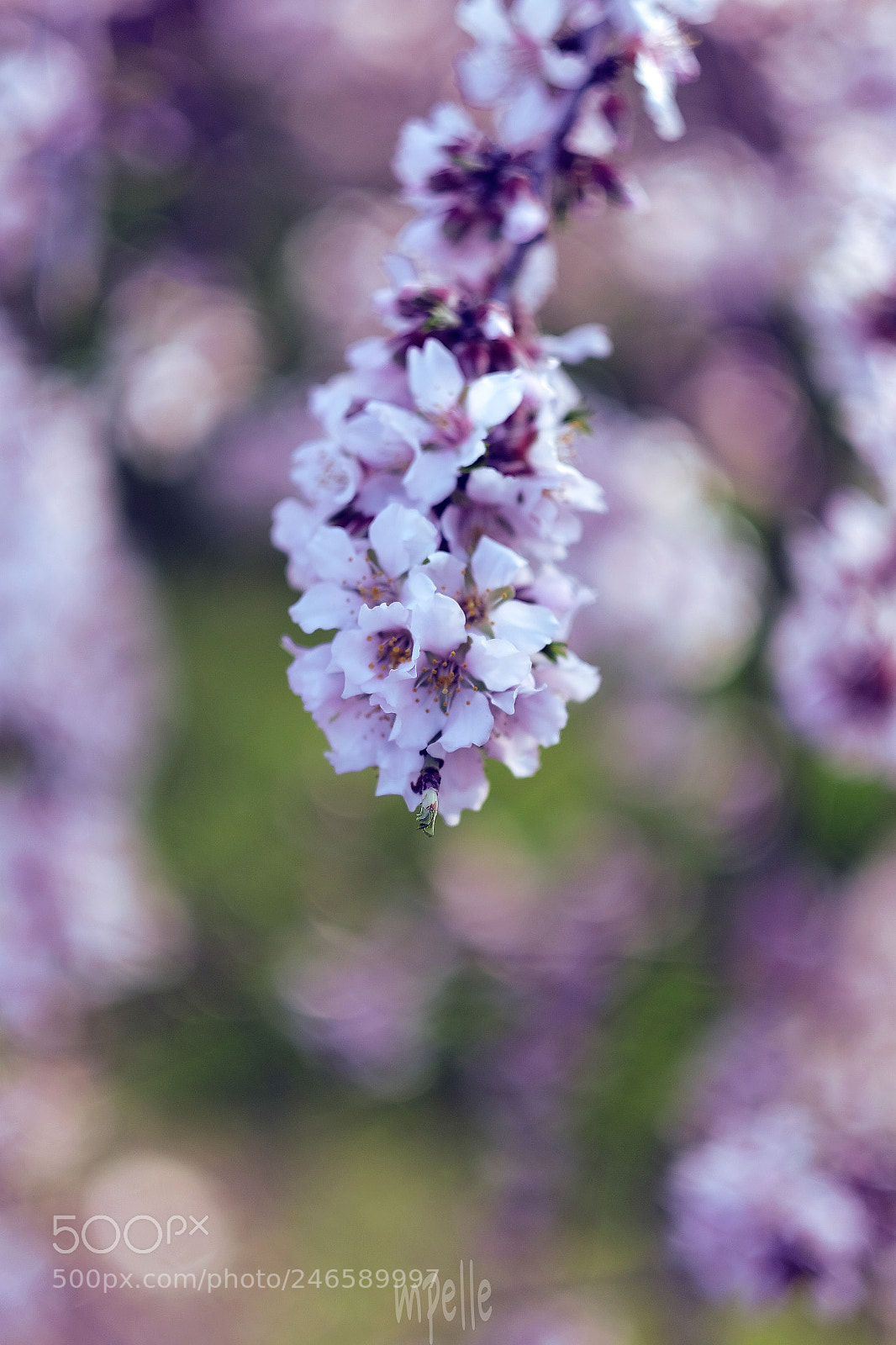 Fujifilm X-E2 sample photo. Spring time.. il mandorlo 0145 photography