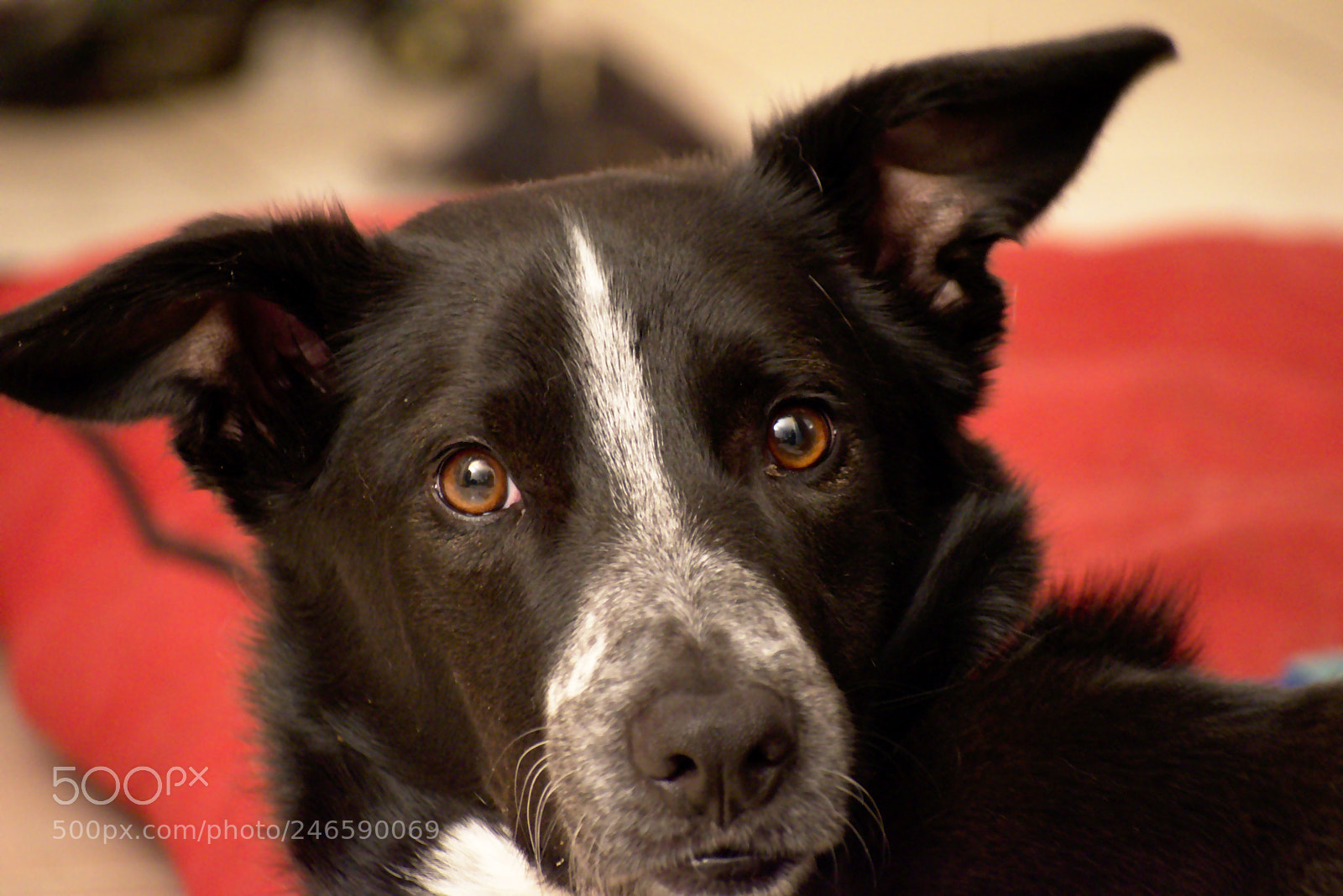Nikon D5600 sample photo. Dobby photography