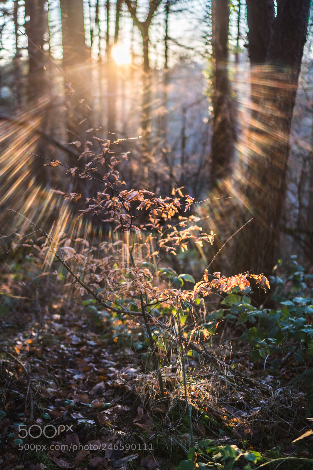 Sony a6500 sample photo. Backlit forest photography