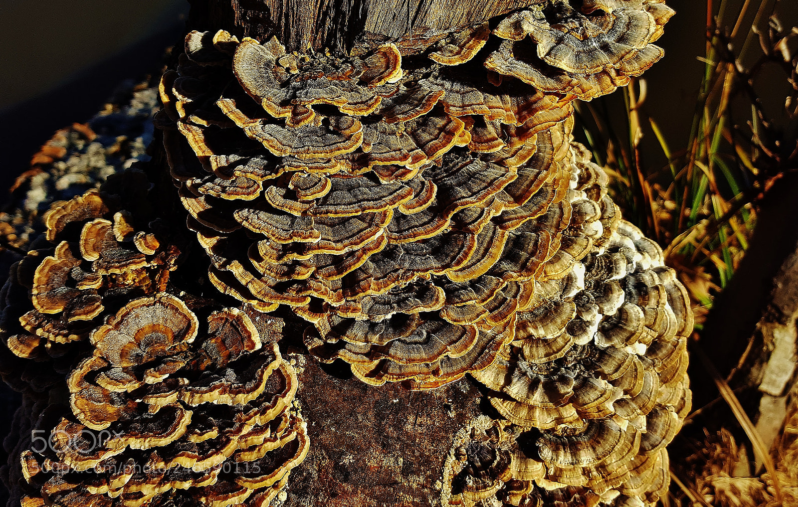 Samsung Galaxy S6 sample photo. Turkey tail mushrooms at photography