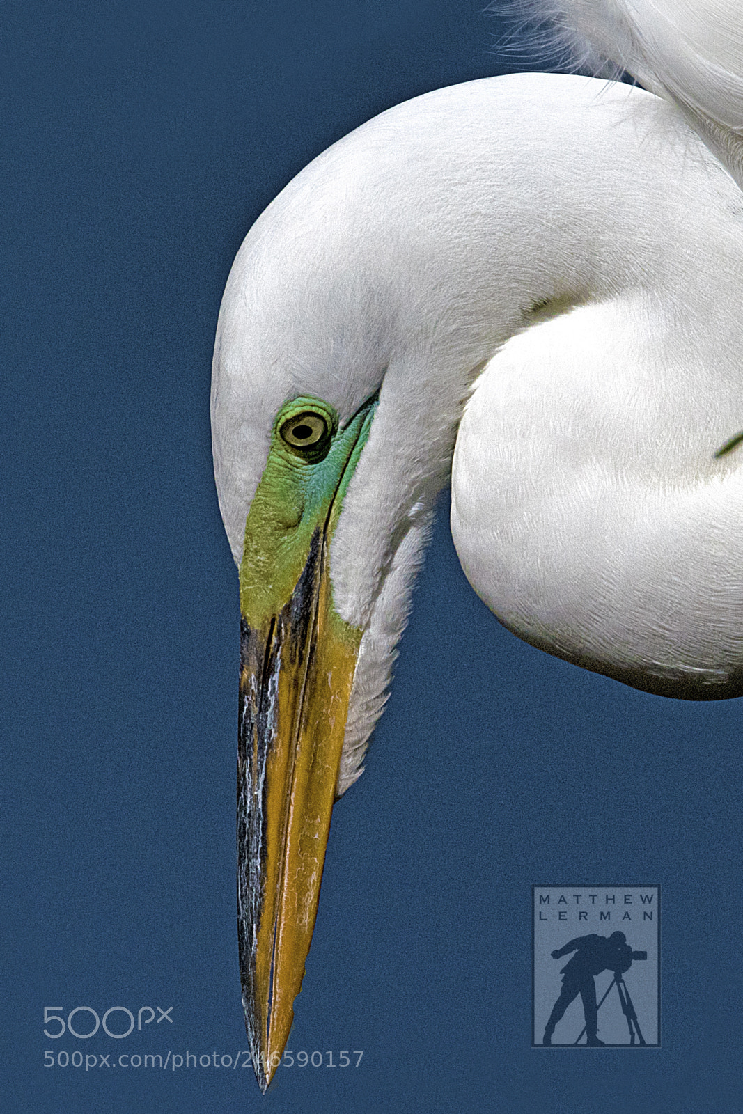 Nikon D810 sample photo. Great egret photography