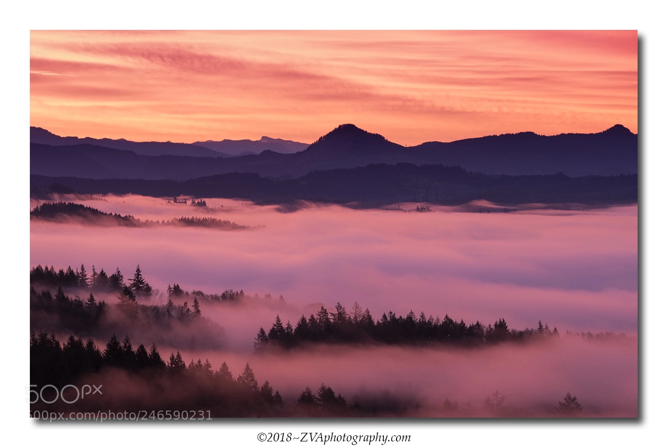 Canon EOS-1D X sample photo. Sea of mist photography