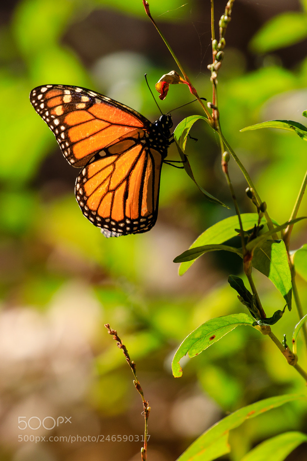 Canon EOS 5D Mark IV sample photo. Monarch butterfly photography