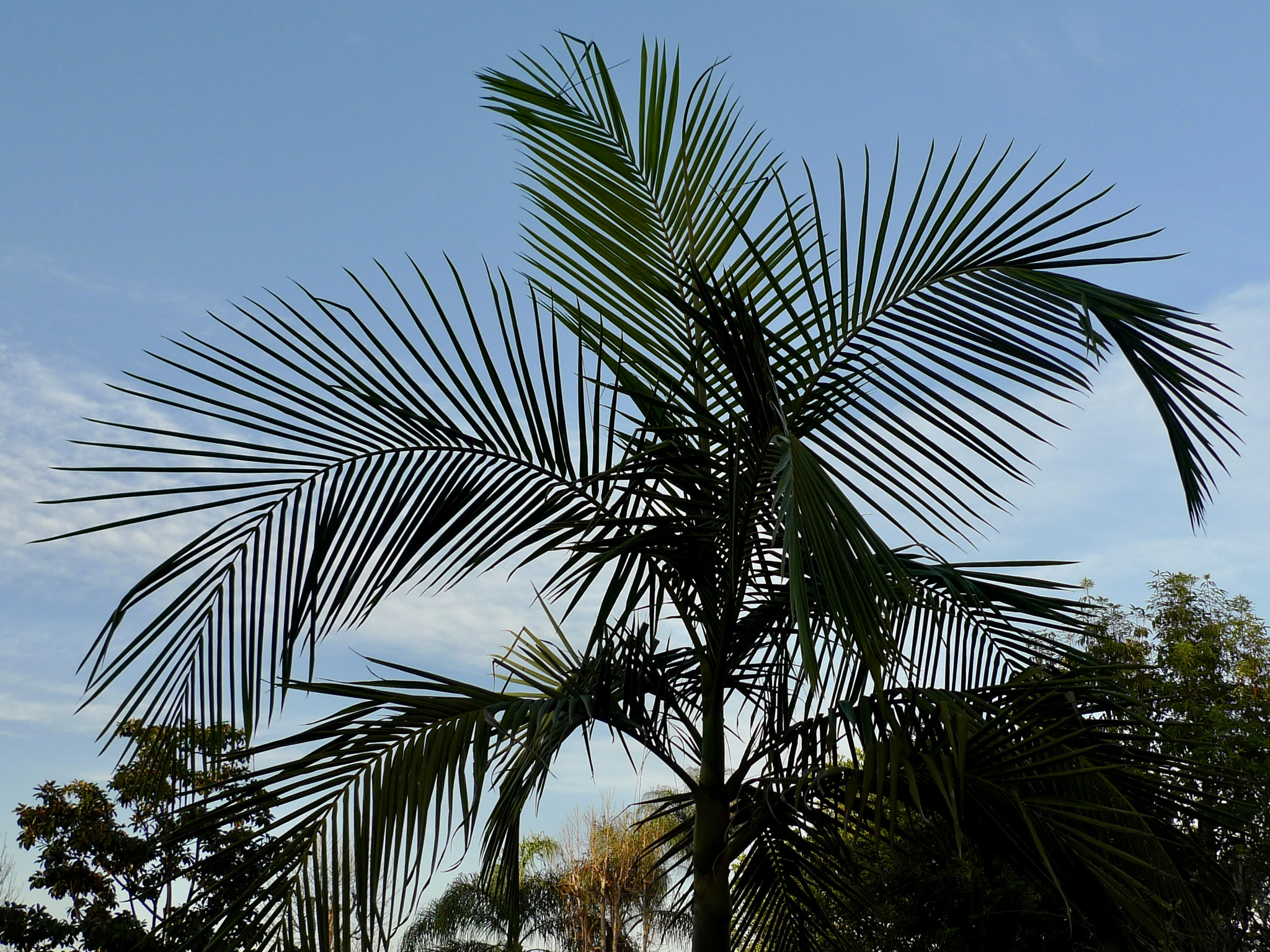Panasonic Lumix DMC-LX3 sample photo. The lines of palm photography