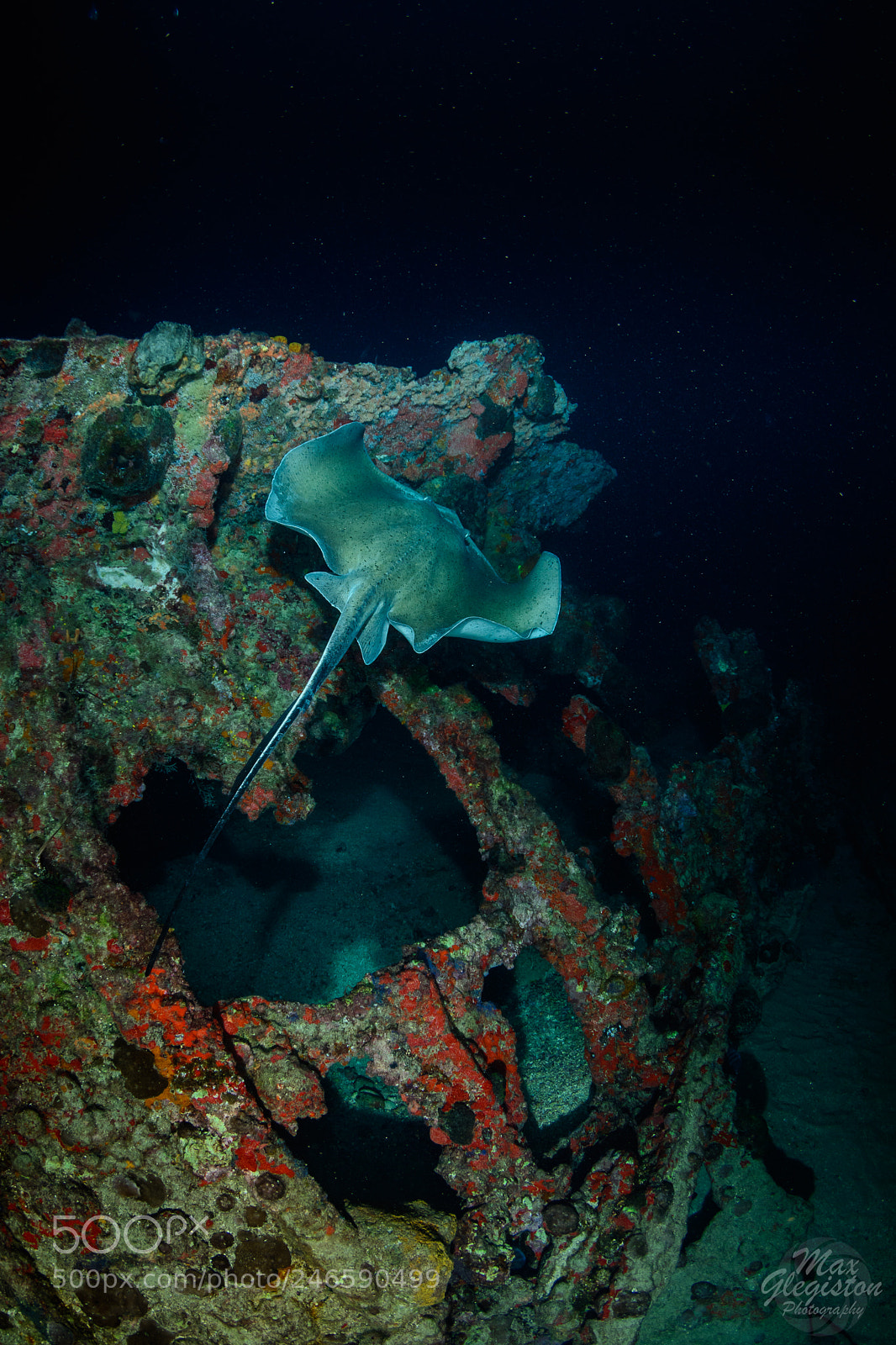 Nikon D7100 sample photo. Stingray at night photography