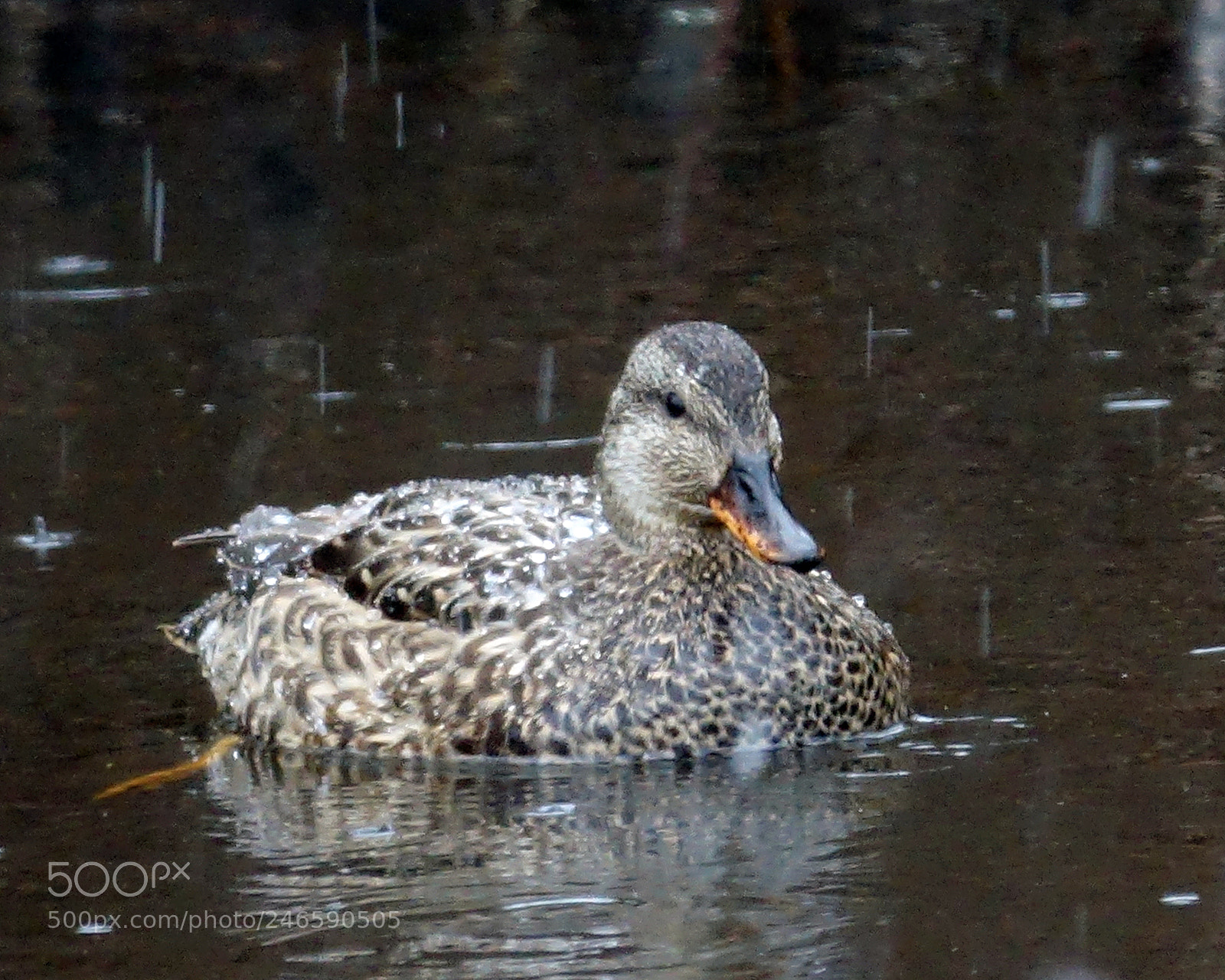 Sony Cyber-shot DSC-RX10 III sample photo. Male gadwall photography