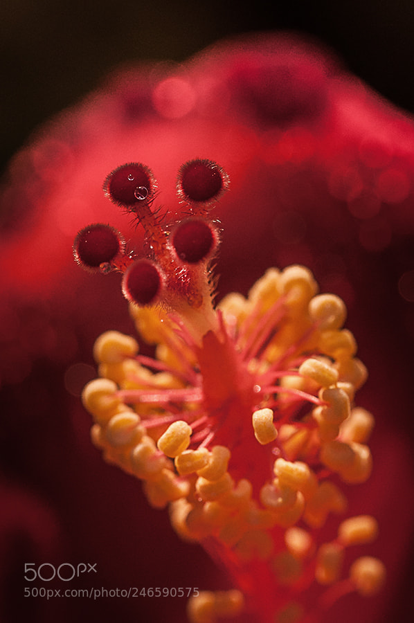 Nikon D90 sample photo. Newwwwwwsbcf chembarathi photography