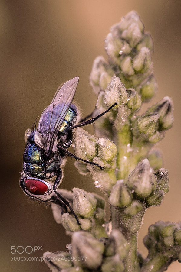 Nikon D90 sample photo. Sbcfly photography