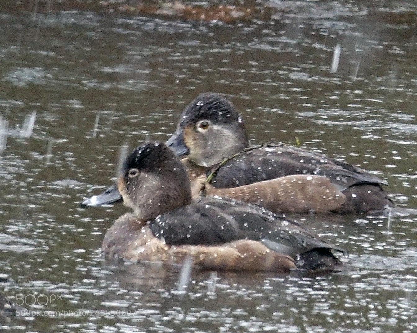 Sony Cyber-shot DSC-RX10 III sample photo. Females ring-necked duck photography