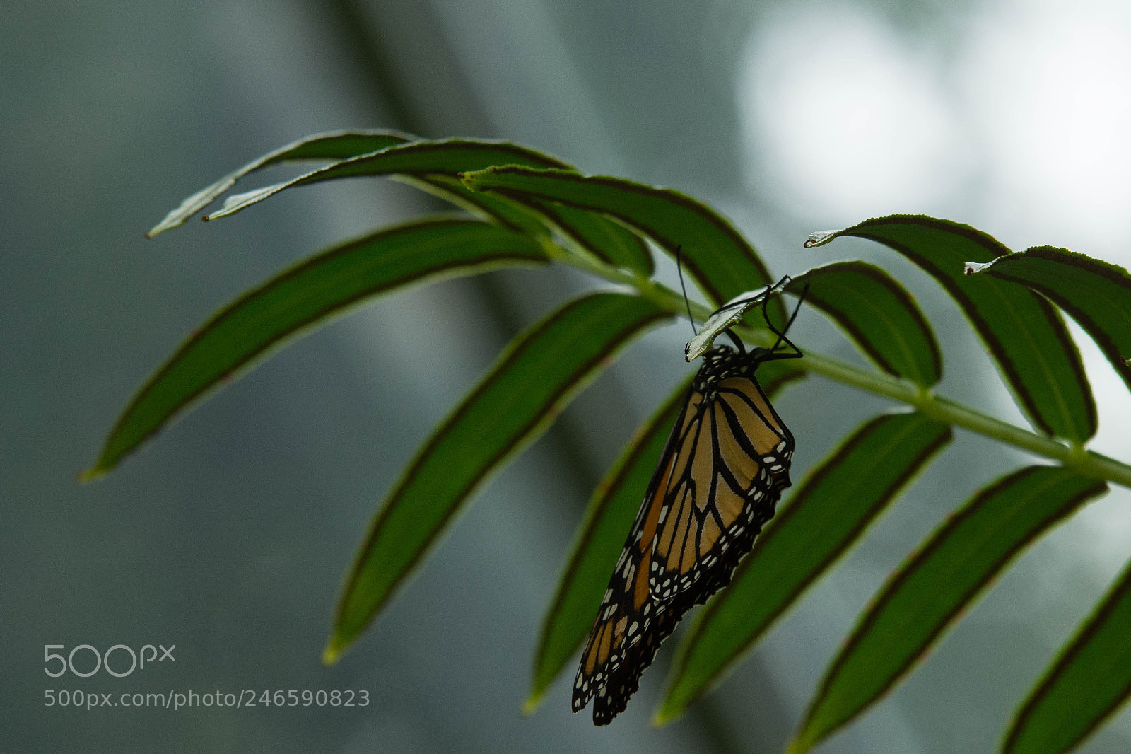 Nikon D5200 sample photo. Monarch photography