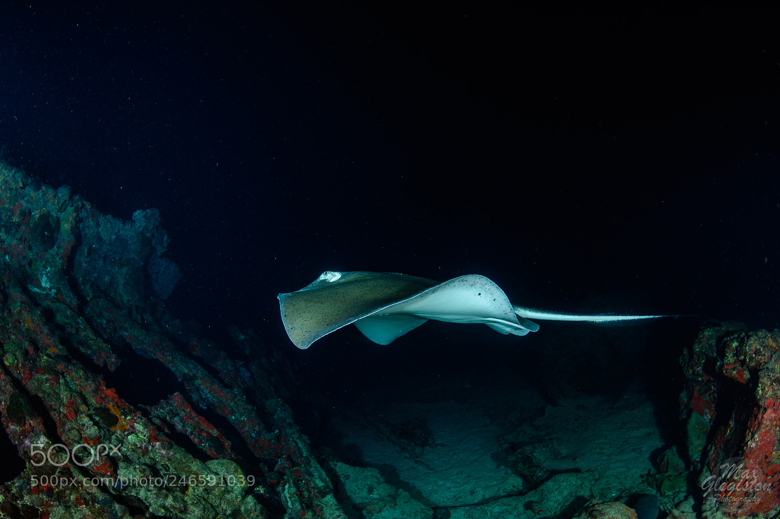 Nikon D7100 sample photo. Flying in the dark photography