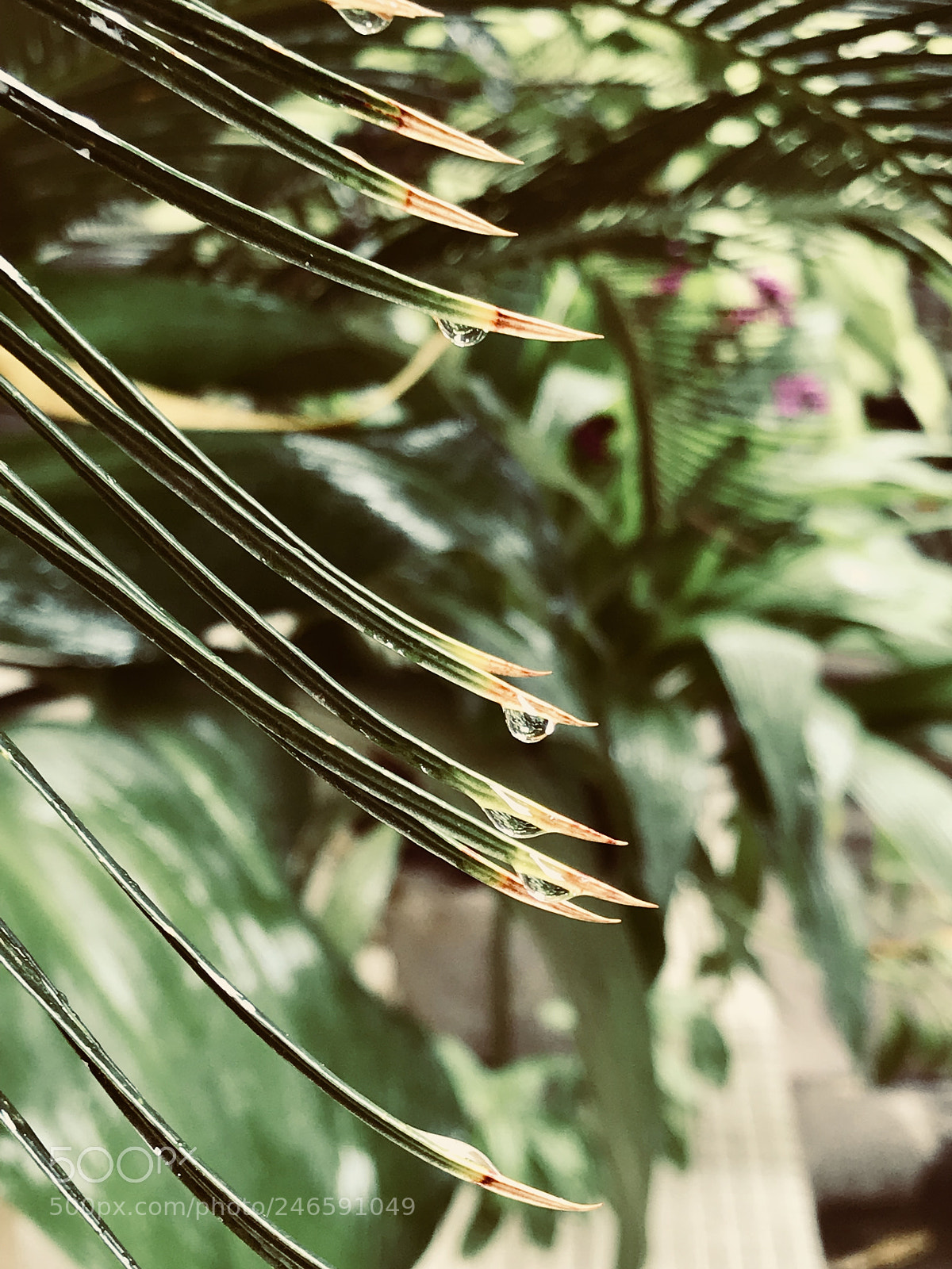 Apple iPhone 7 Plus sample photo. Untitled photography