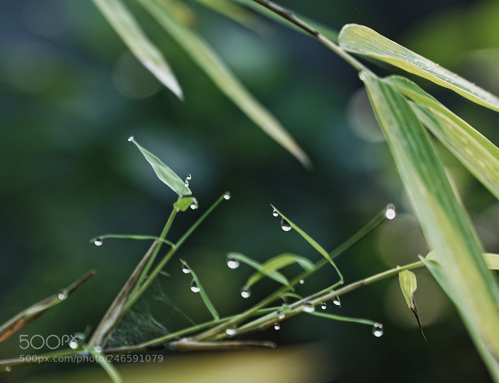 Sony a5100 sample photo. ∞ photography