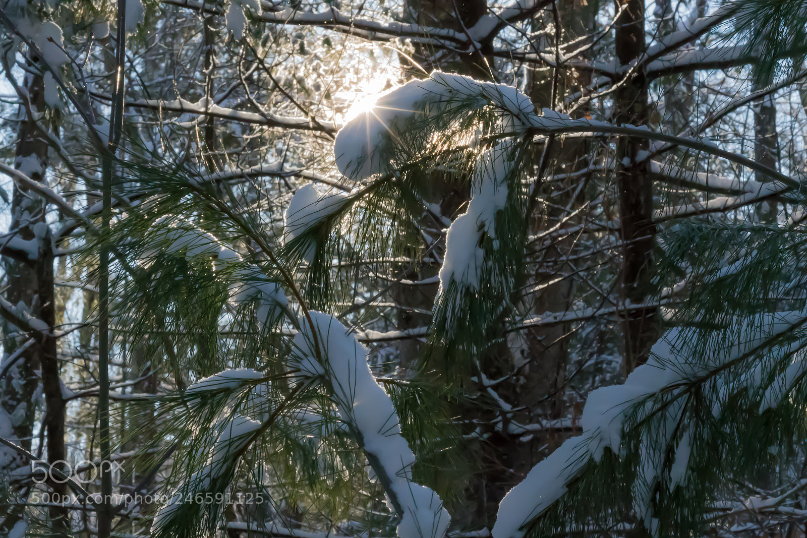 Sony a7R III sample photo. Morning blanket photography