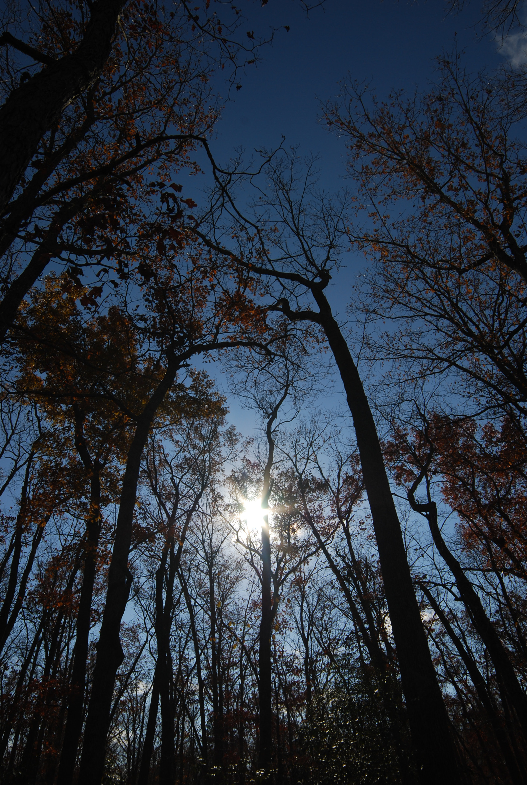 Samyang 14mm F2.8 ED AS IF UMC sample photo. On a winters day photography