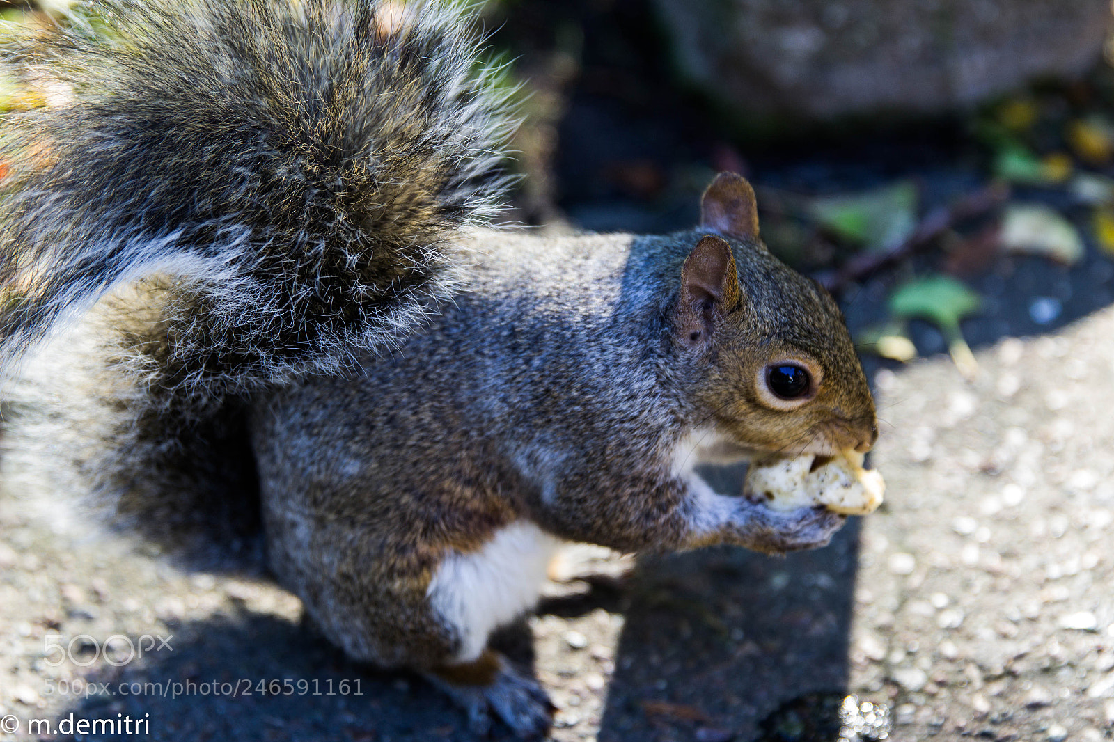 Canon EOS 1200D (EOS Rebel T5 / EOS Kiss X70 / EOS Hi) sample photo. Squirrel life photography