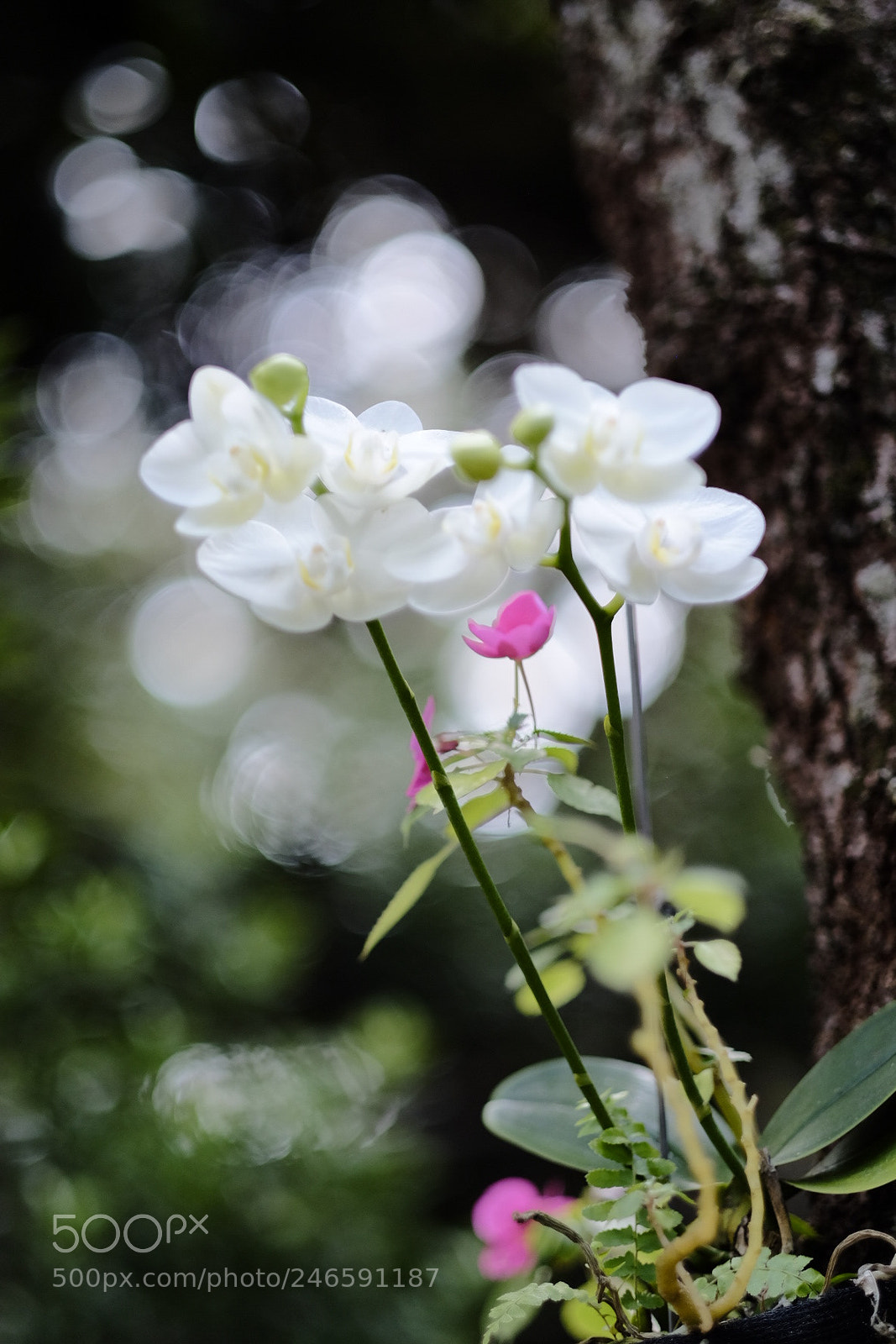 Fujifilm X-T1 sample photo. Untitled photography