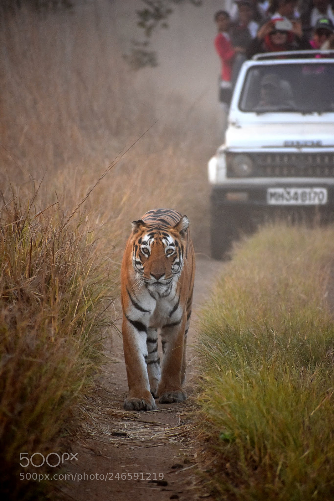 Nikon D7200 sample photo. Tigress photography