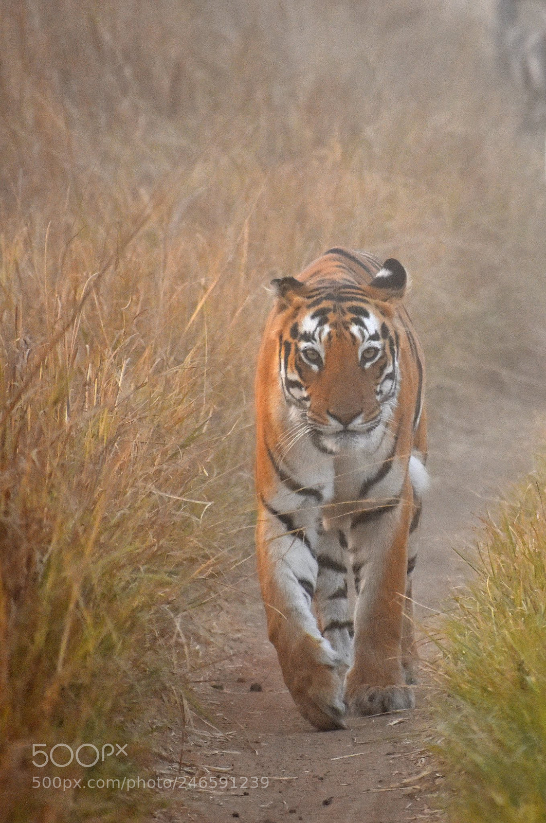 Nikon D7200 sample photo. Tigress photography