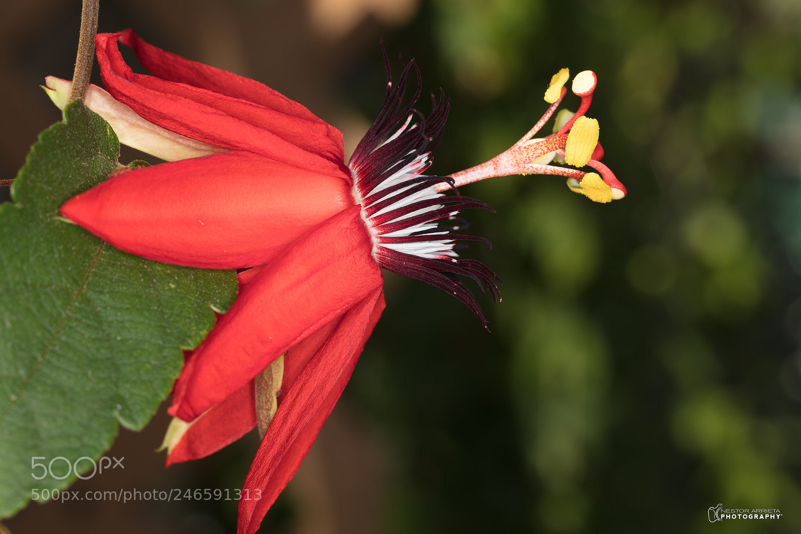 Canon EOS 5DS R sample photo. Vitifolia photography