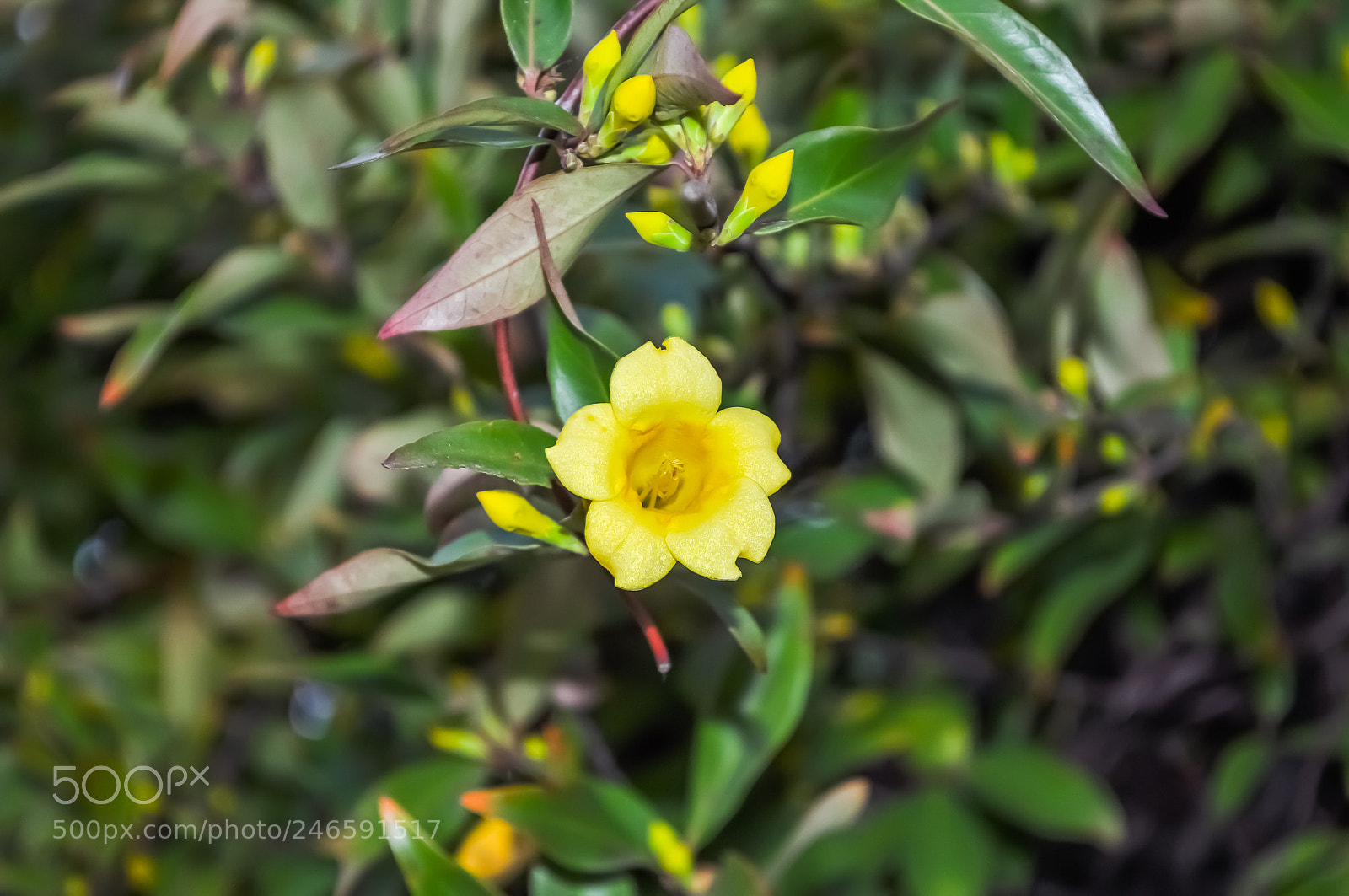 Nikon D5000 sample photo. Yellow flower with seven photography