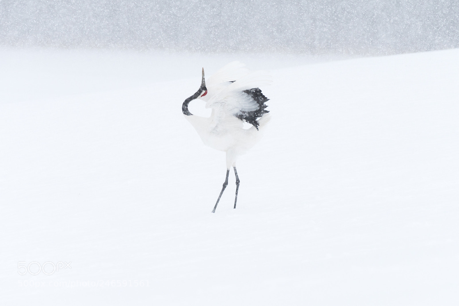 Nikon D500 sample photo. Snow dance photography