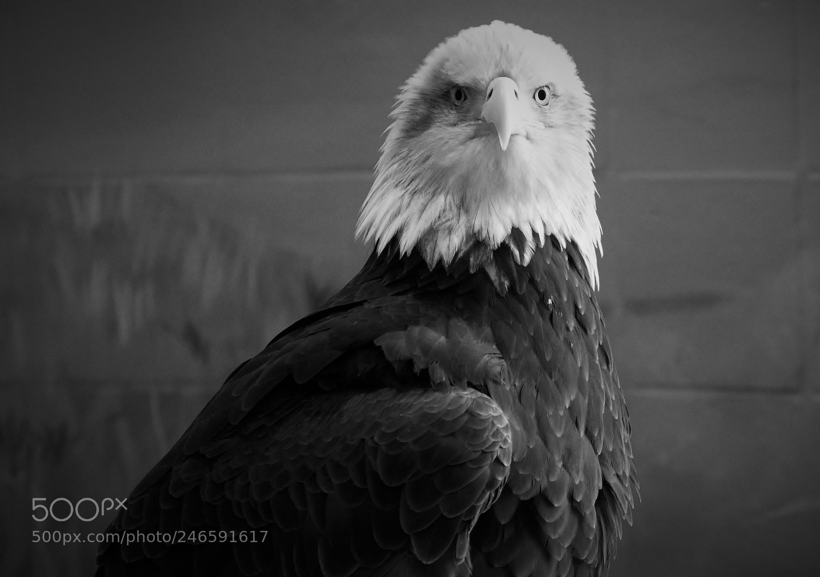 Nikon D7100 sample photo. Bald eagle bw photography