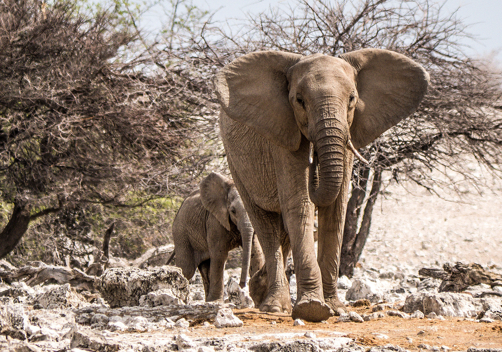 Panasonic DMC-G70 sample photo. Elephants photography
