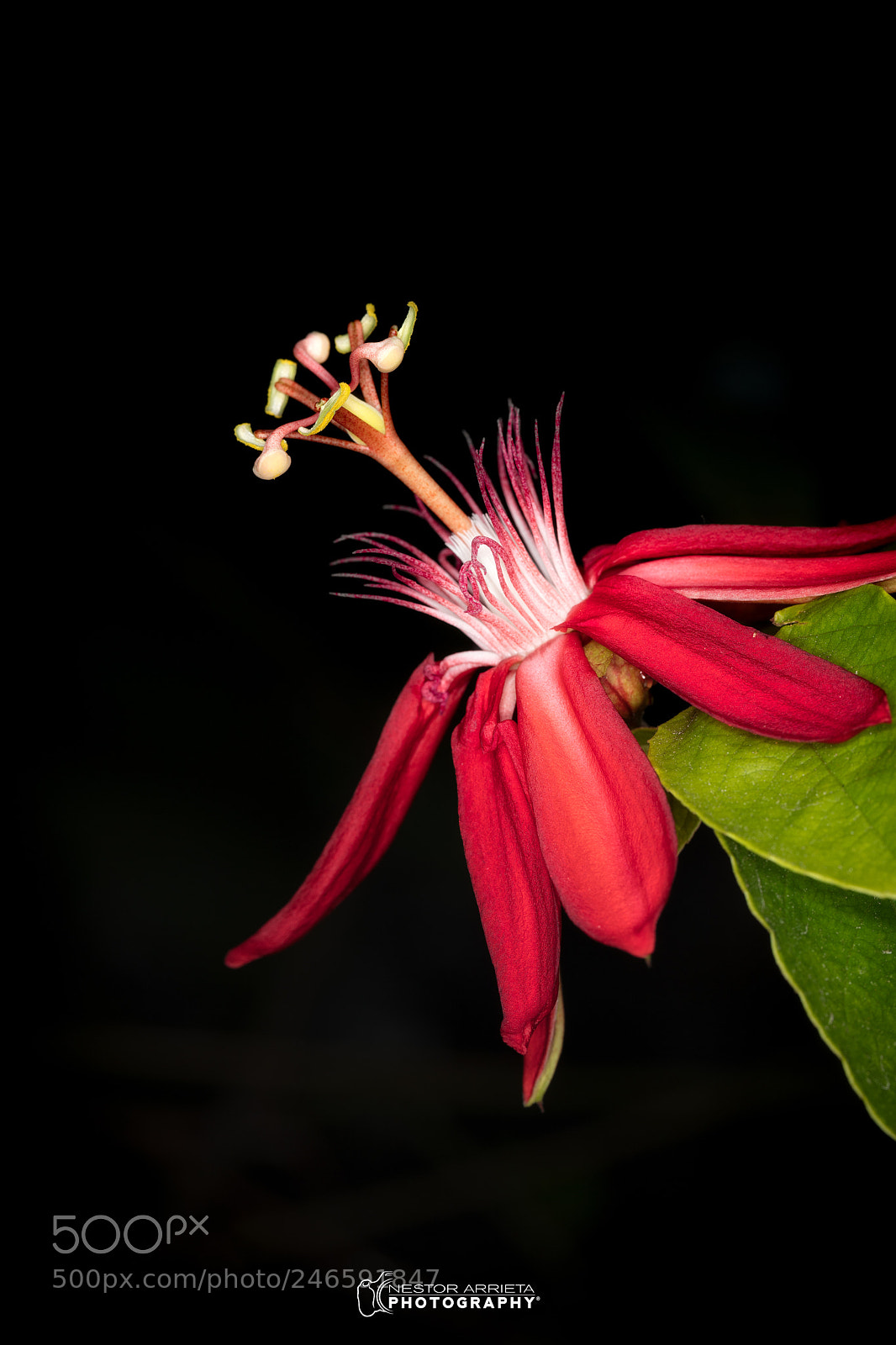 Canon EOS 5DS R sample photo. Mary jane photography