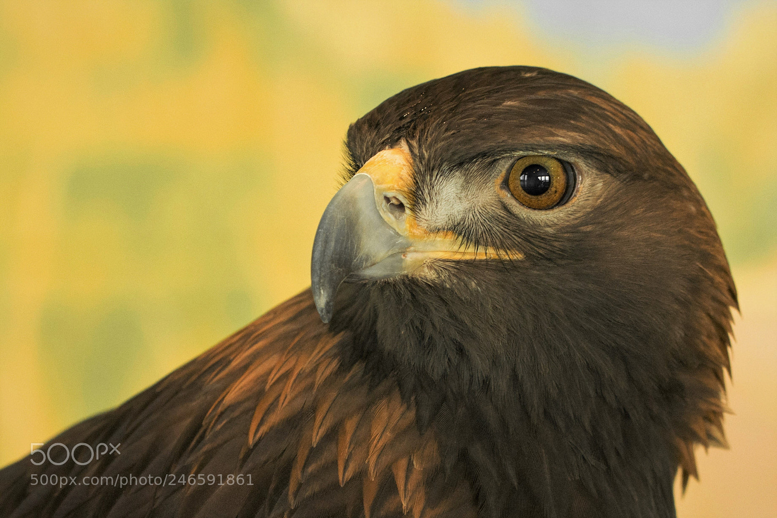 Nikon D7100 sample photo. Golden eagle photography