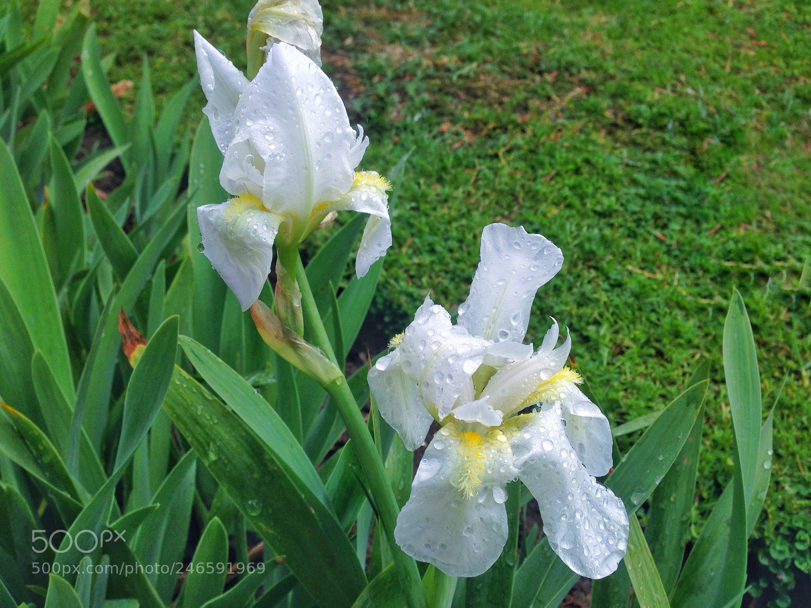 Apple iPhone 5 sample photo. Untitled photography