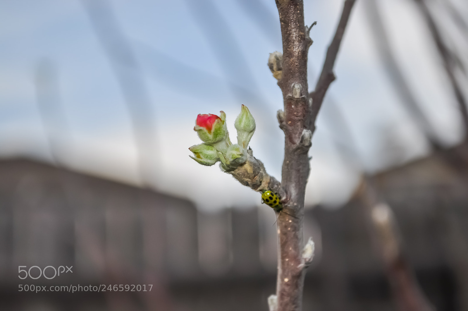 Nikon D5000 sample photo. Apple flower blooming at photography
