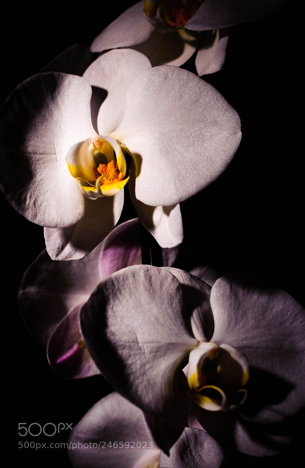 Nikon D700 sample photo. Orchids photography