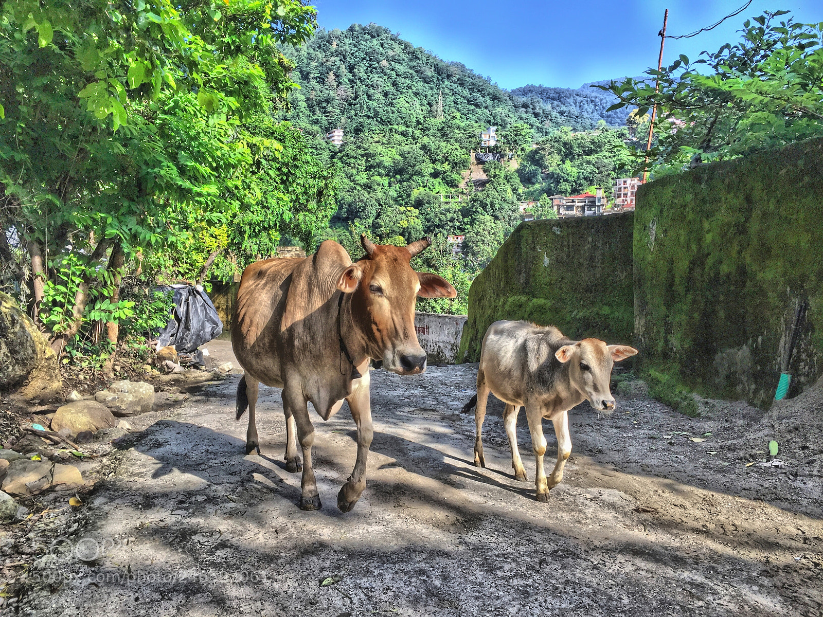Apple iPhone 6 Plus sample photo. Cows in rishikesh india photography