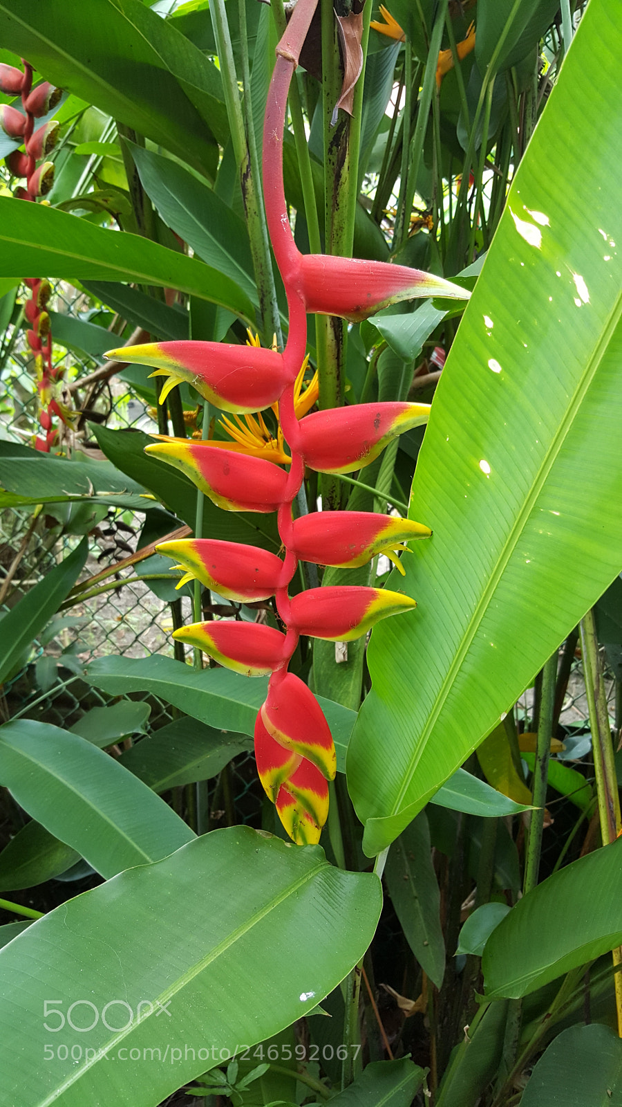 Samsung Galaxy Note5 sample photo. Heliconia photography