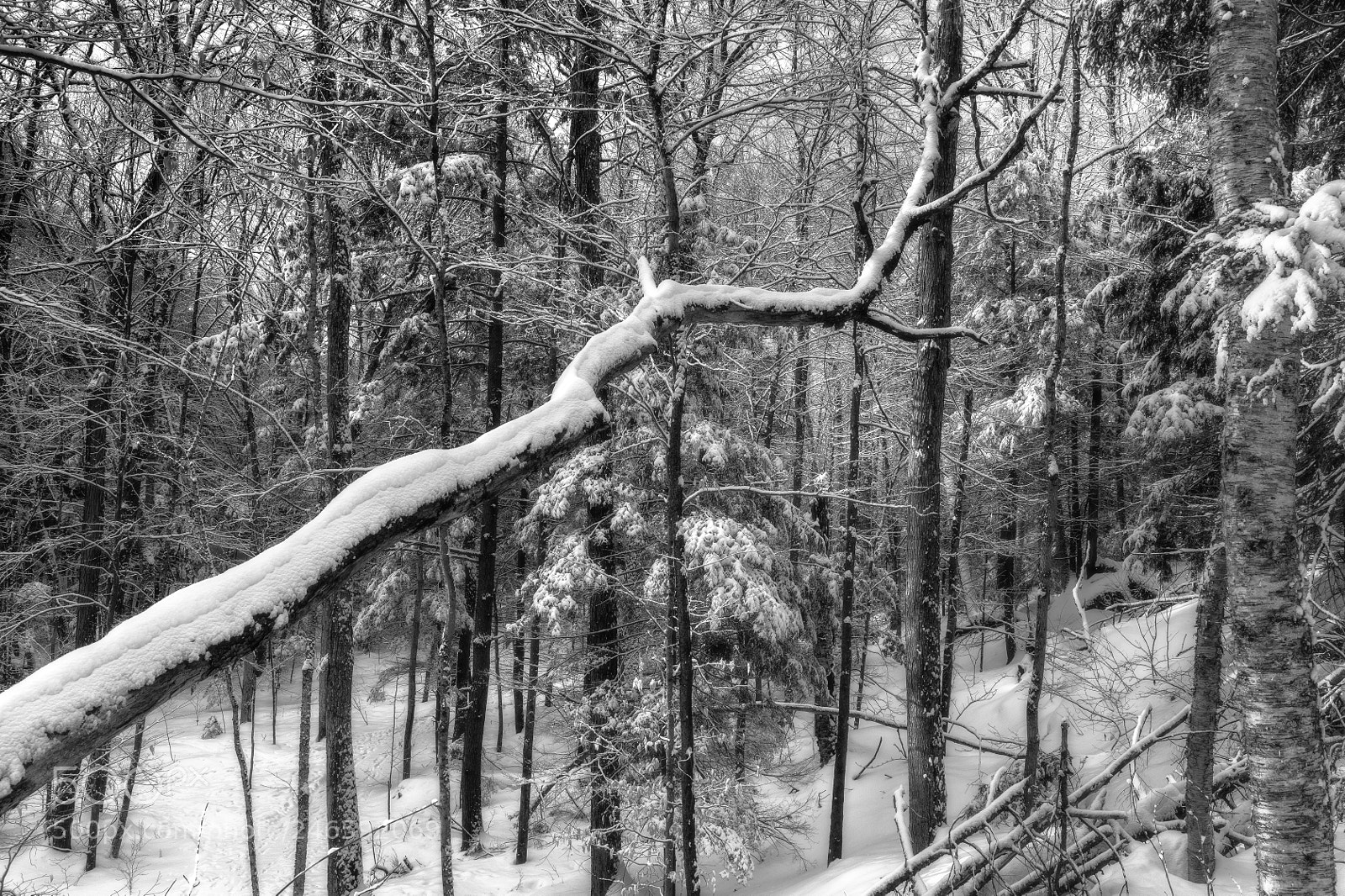 Canon EOS 5D Mark IV sample photo. Fallen tree in snow photography