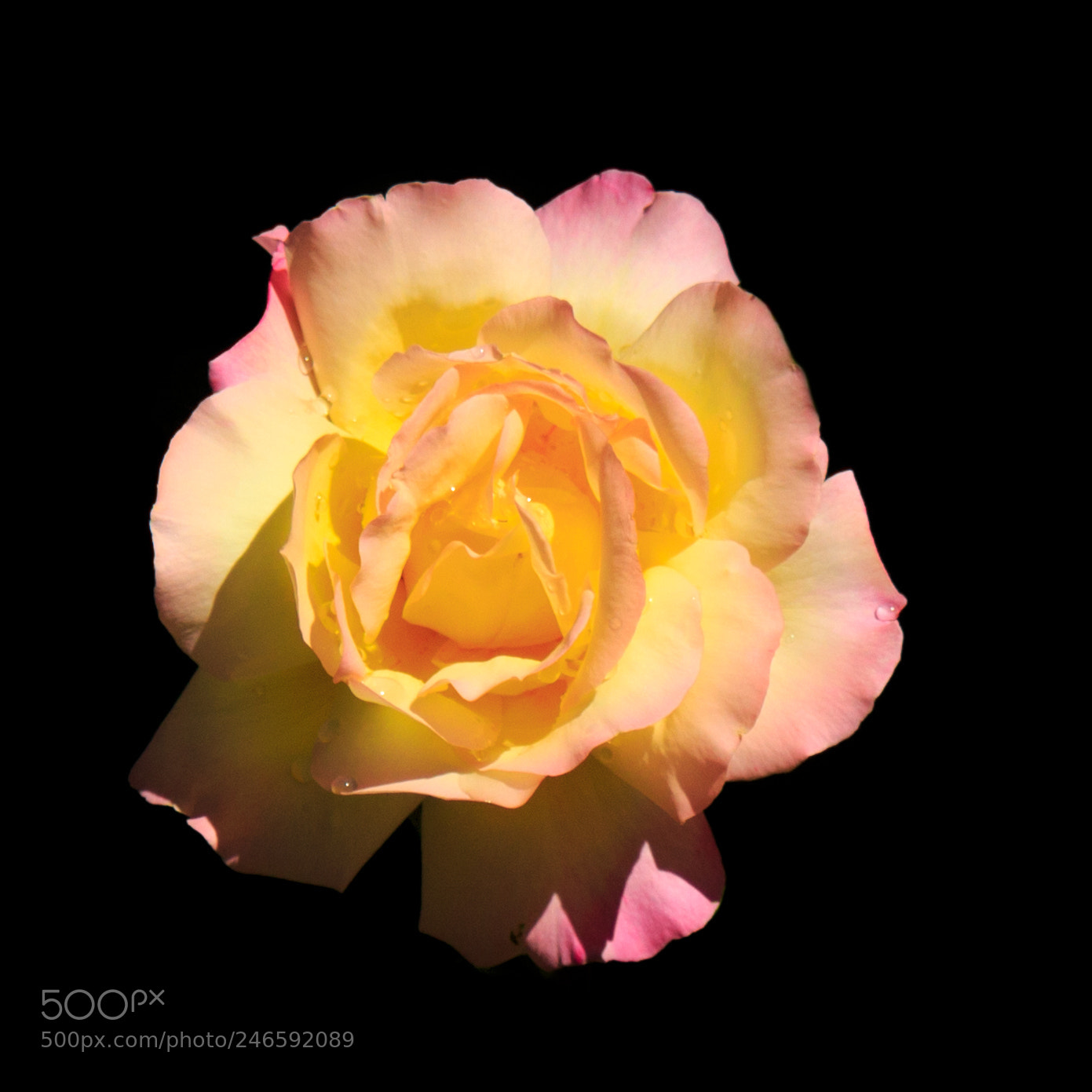 Canon EOS 650D (EOS Rebel T4i / EOS Kiss X6i) sample photo. Pink - yello rose photography