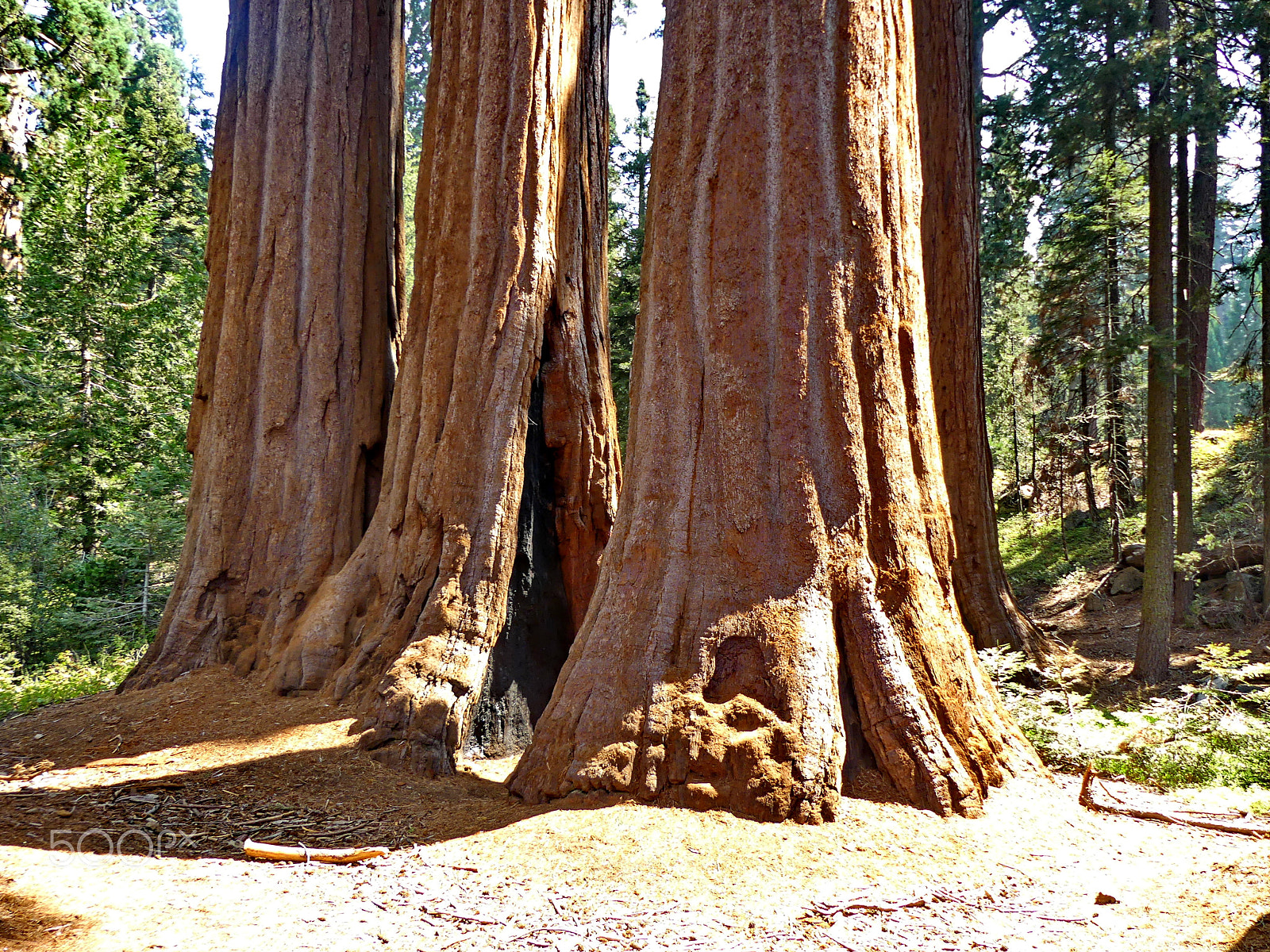 Panasonic Lumix DMC-FZ300 sample photo. Giant sequoia grove photography
