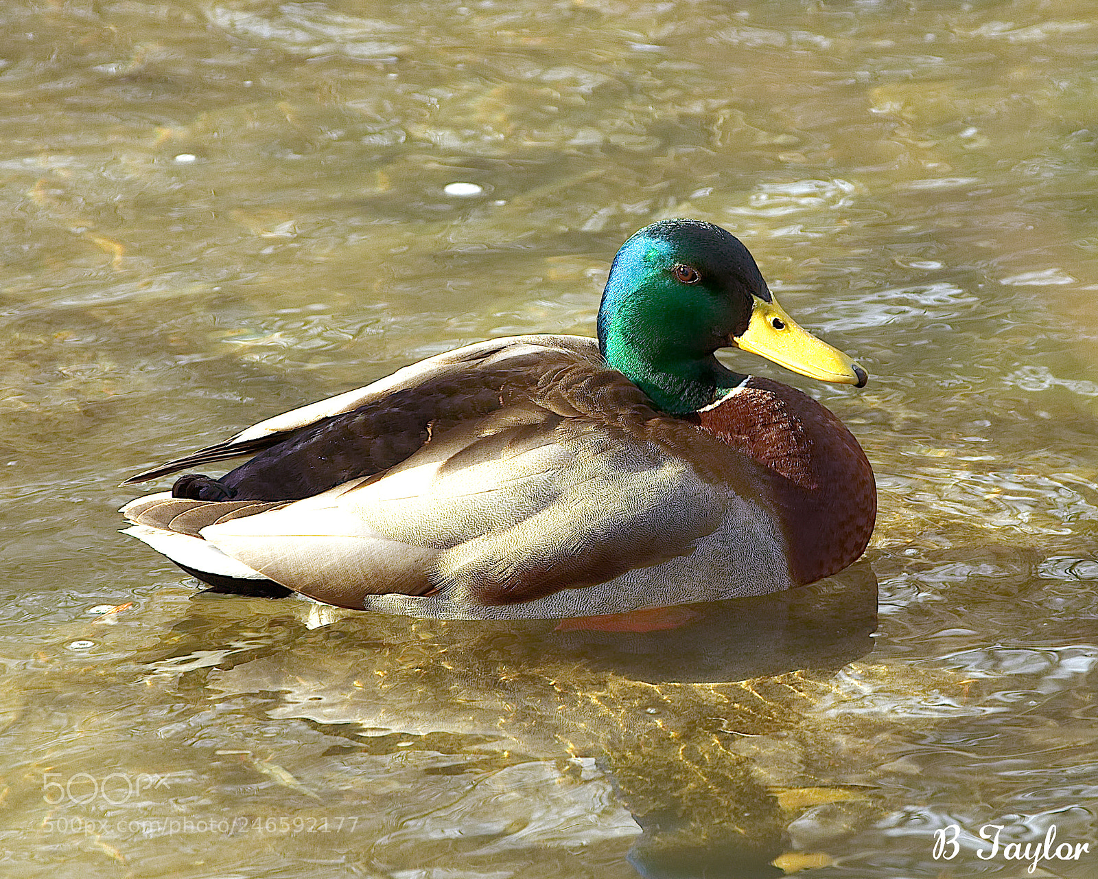Sony SLT-A57 sample photo. Mallard in creek photography